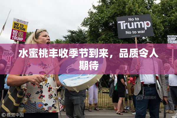 水蜜桃丰收季节到来，品质令人期待
