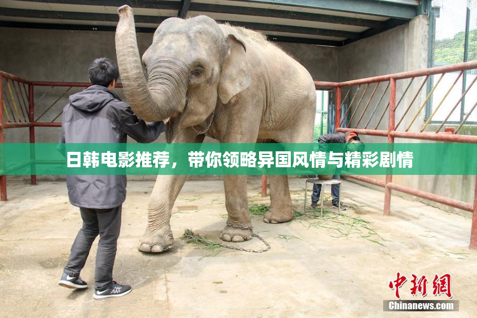 日韩电影推荐，带你领略异国风情与精彩剧情