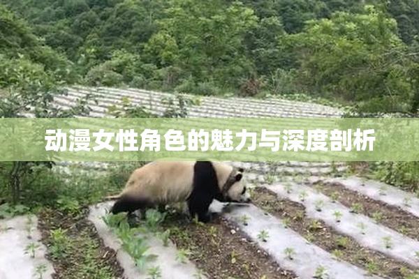 动漫女性角色的魅力与深度剖析