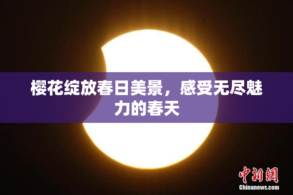 樱花绽放春日美景，感受无尽魅力的春天