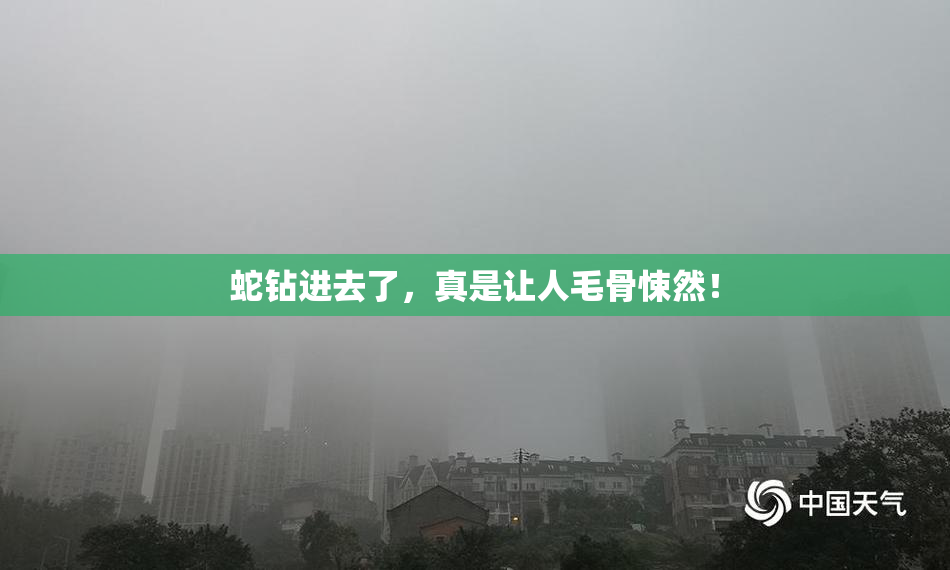 蛇钻进去了，真是让人毛骨悚然！