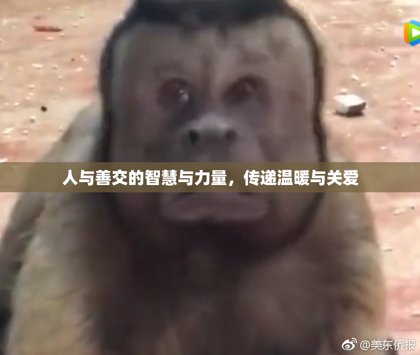 人与善交的智慧与力量，传递温暖与关爱