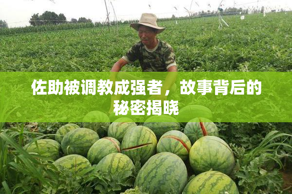 佐助被调教成强者，故事背后的秘密揭晓