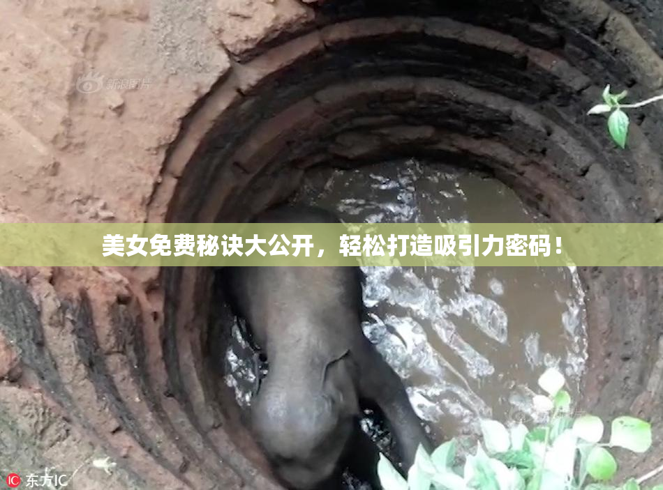 美女免费秘诀大公开，轻松打造吸引力密码！