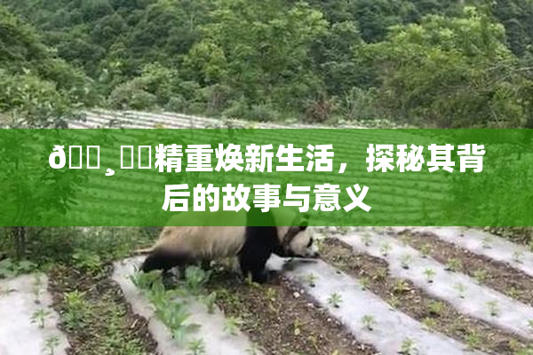 🌸‌✿精重焕新生活，探秘其背后的故事与意义