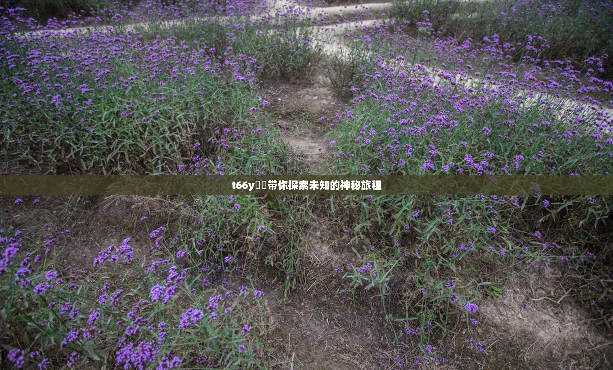 t66y逹葢带你探索未知的神秘旅程