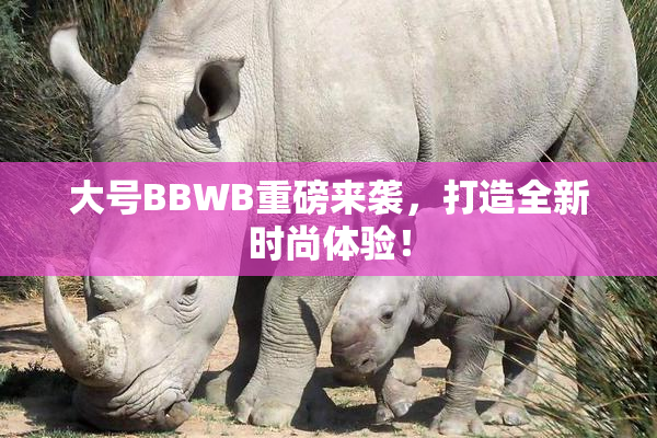 大号BBWB重磅来袭，打造全新时尚体验！