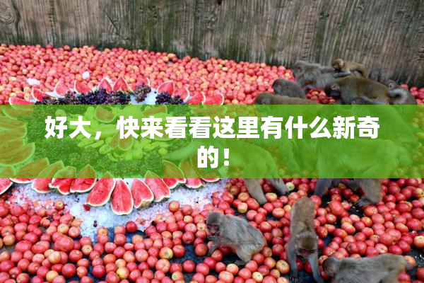好大，快来看看这里有什么新奇的！