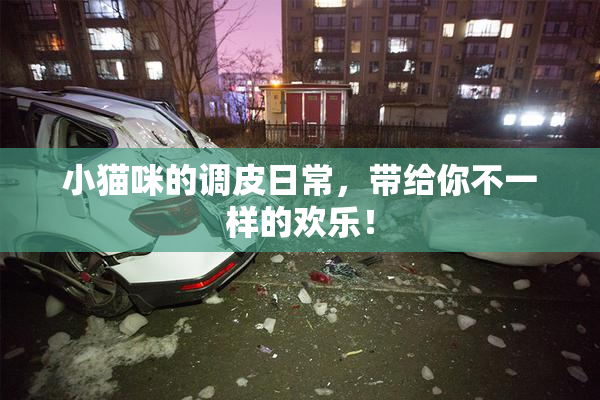 小猫咪的调皮日常，带给你不一样的欢乐！
