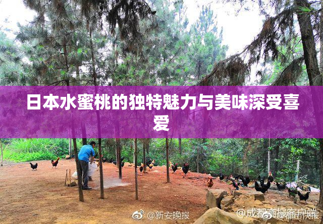 日本水蜜桃的独特魅力与美味深受喜爱