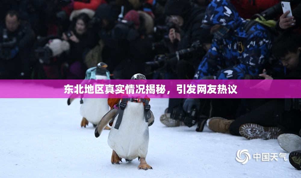 东北地区真实情况揭秘，引发网友热议