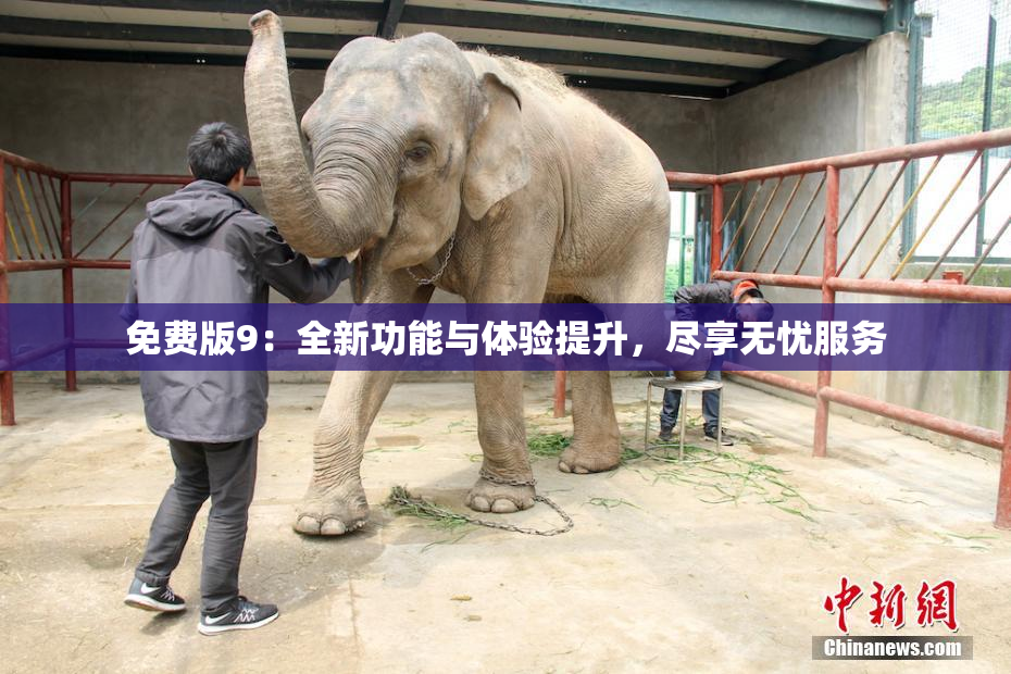 免费版9：全新功能与体验提升，尽享无忧服务