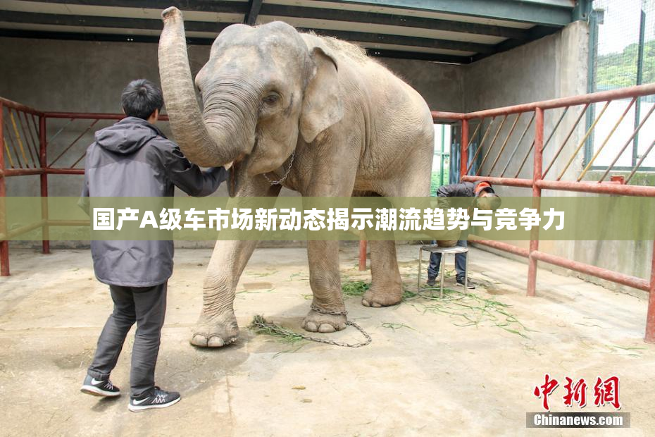 国产A级车市场新动态揭示潮流趋势与竞争力