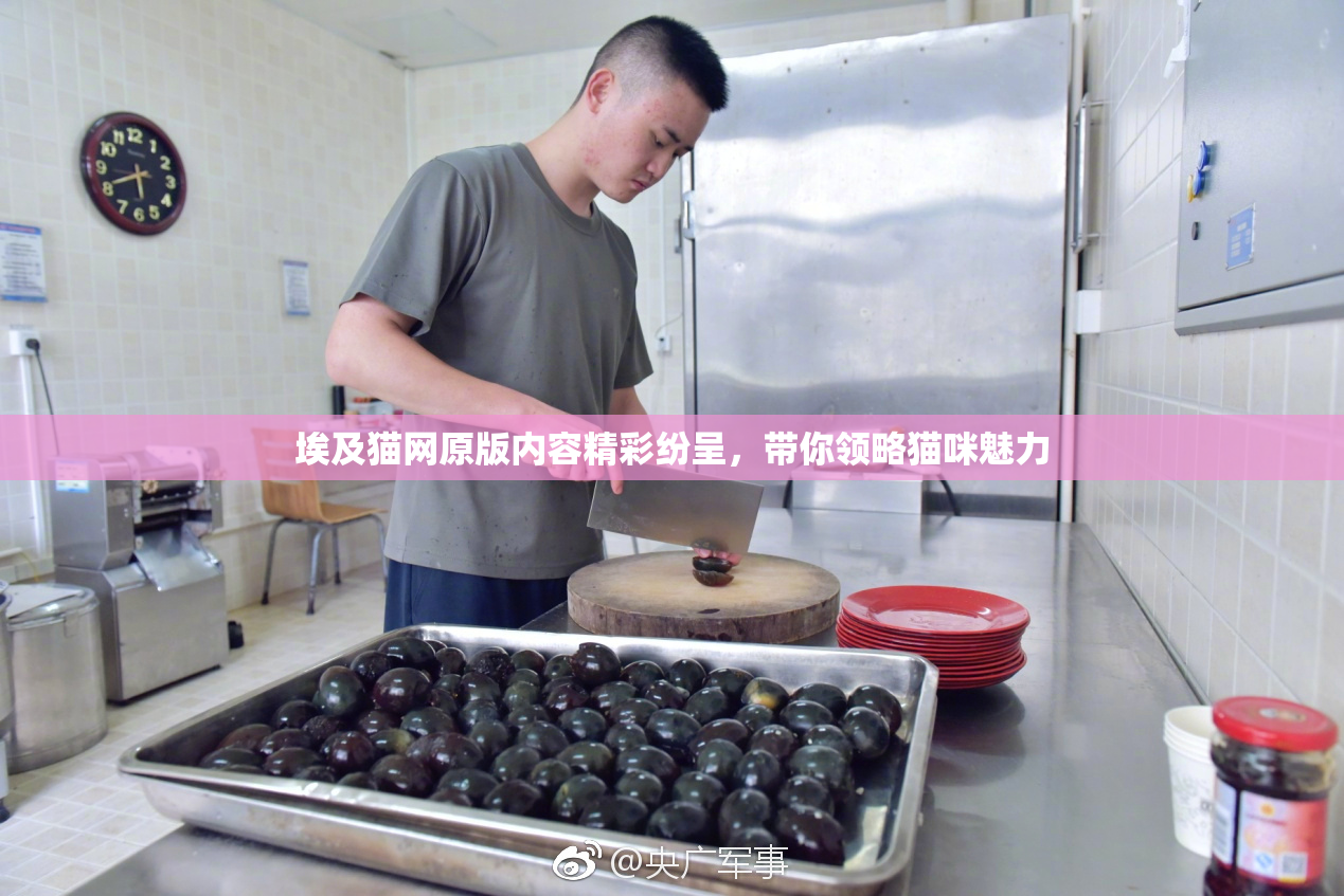 埃及猫网原版内容精彩纷呈，带你领略猫咪魅力