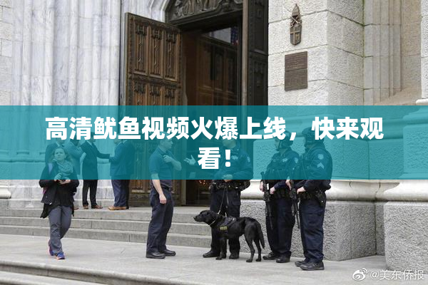 高清鱿鱼视频火爆上线，快来观看！