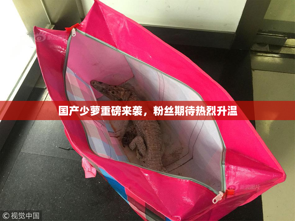 国产少萝重磅来袭，粉丝期待热烈升温