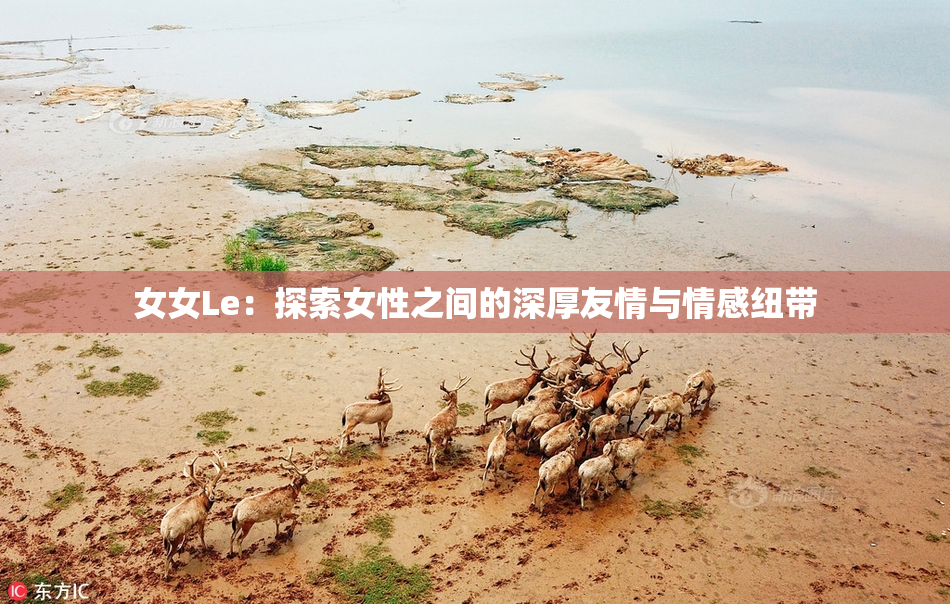 女女Le：探索女性之间的深厚友情与情感纽带