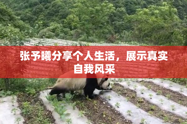 张予曦分享个人生活，展示真实自我风采