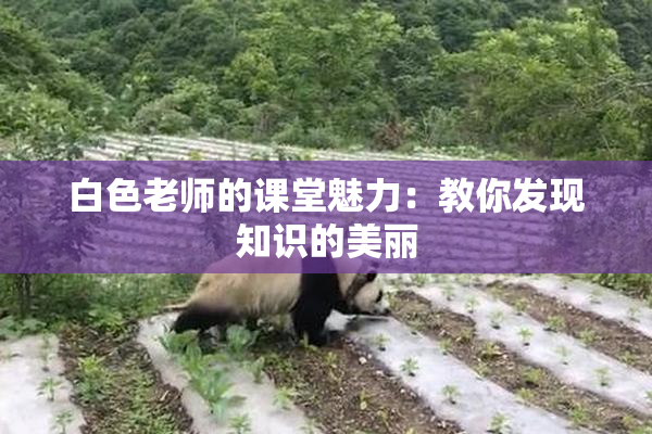 白色老师的课堂魅力：教你发现知识的美丽
