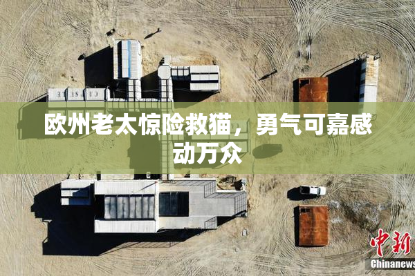 欧州老太惊险救猫，勇气可嘉感动万众