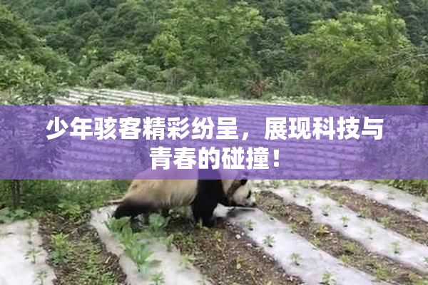 少年骇客精彩纷呈，展现科技与青春的碰撞！