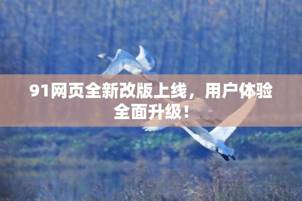 91网页全新改版上线，用户体验全面升级！
