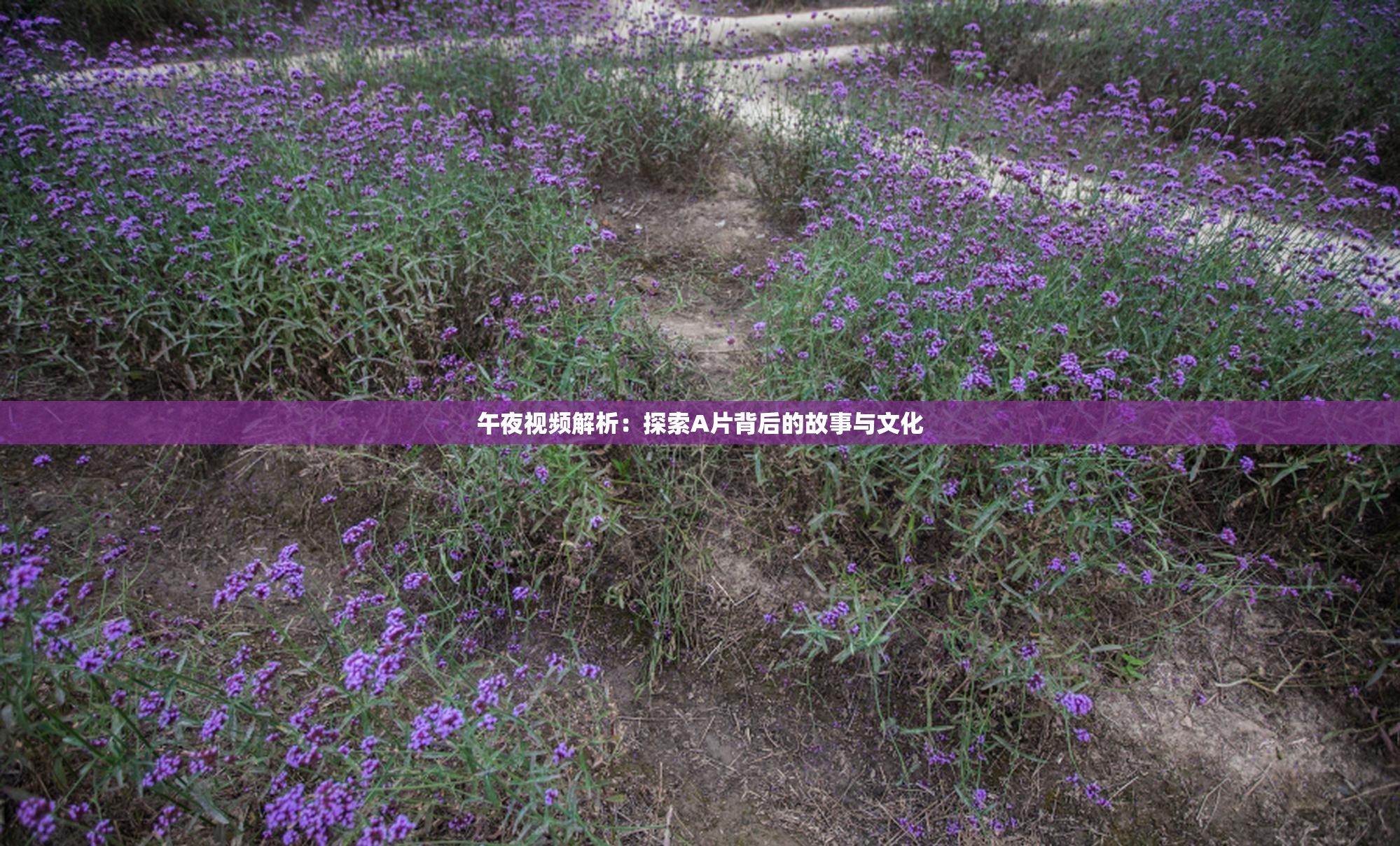 午夜视频解析：探索A片背后的故事与文化
