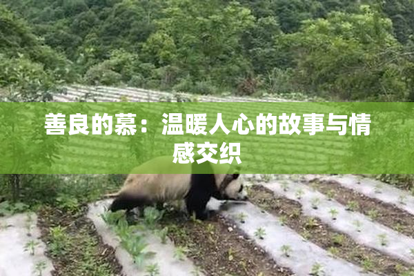 善良的慕：温暖人心的故事与情感交织