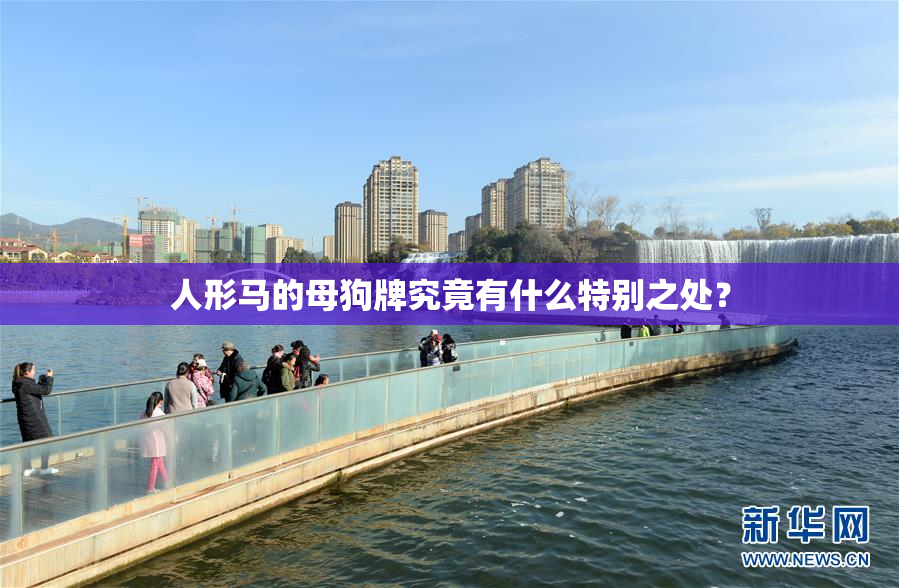 人形马的母狗牌究竟有什么特别之处？