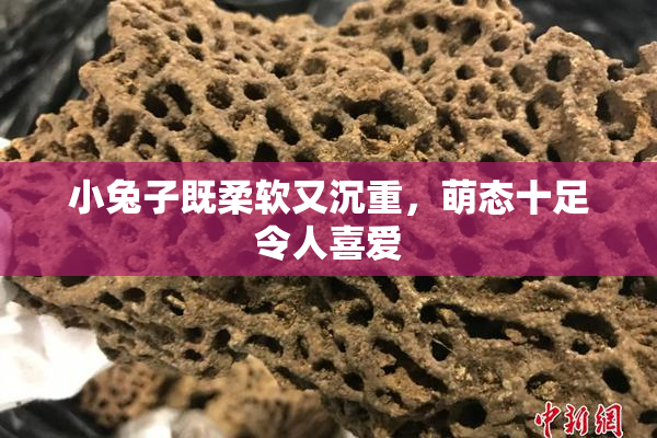 小兔子既柔软又沉重，萌态十足令人喜爱