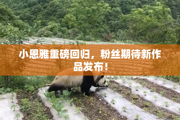 小恩雅重磅回归，粉丝期待新作品发布！