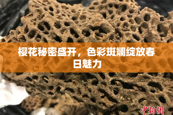 樱花秘密盛开，色彩斑斓绽放春日魅力