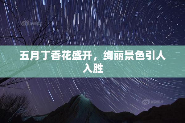 五月丁香花盛开，绚丽景色引人入胜