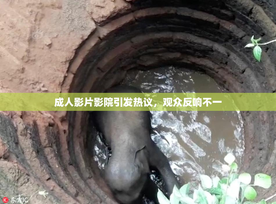 成人影片影院引发热议，观众反响不一