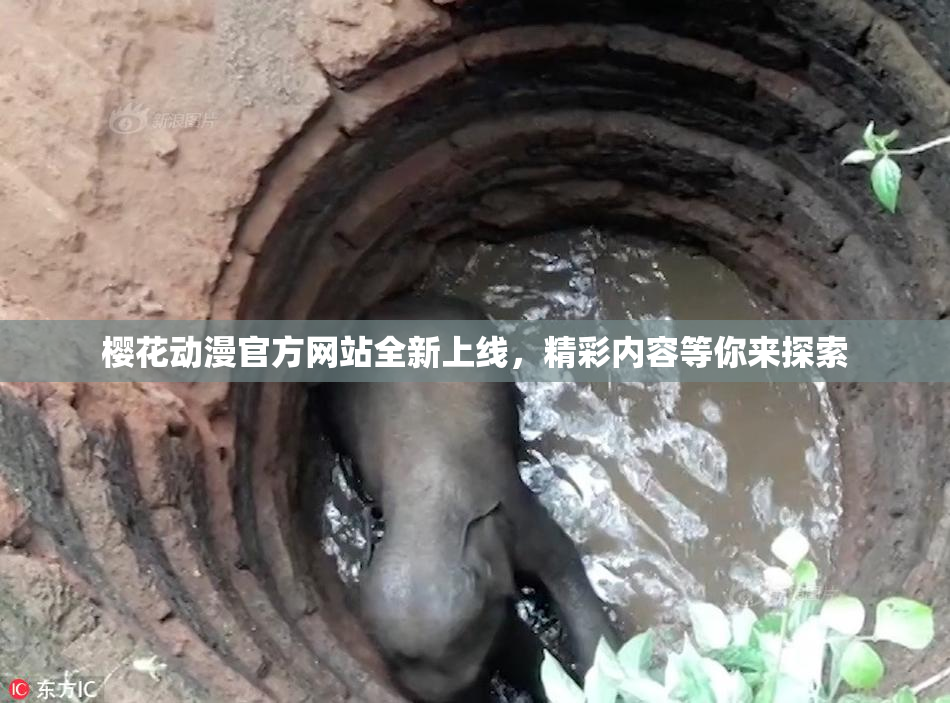 樱花动漫官方网站全新上线，精彩内容等你来探索