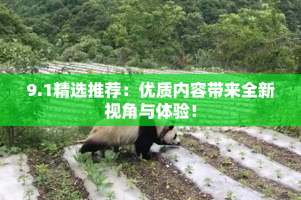 9.1精选推荐：优质内容带来全新视角与体验！