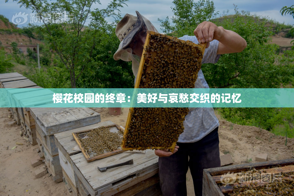 樱花校园的终章：美好与哀愁交织的记忆
