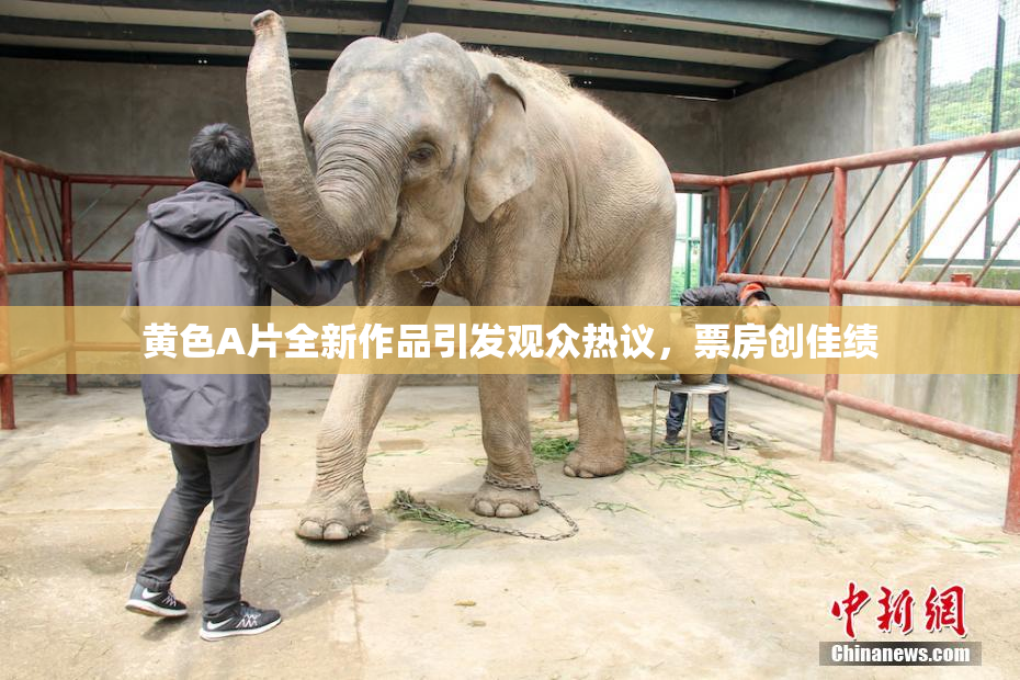 黄色A片全新作品引发观众热议，票房创佳绩