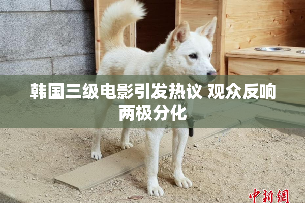 韩国三级电影引发热议 观众反响两极分化