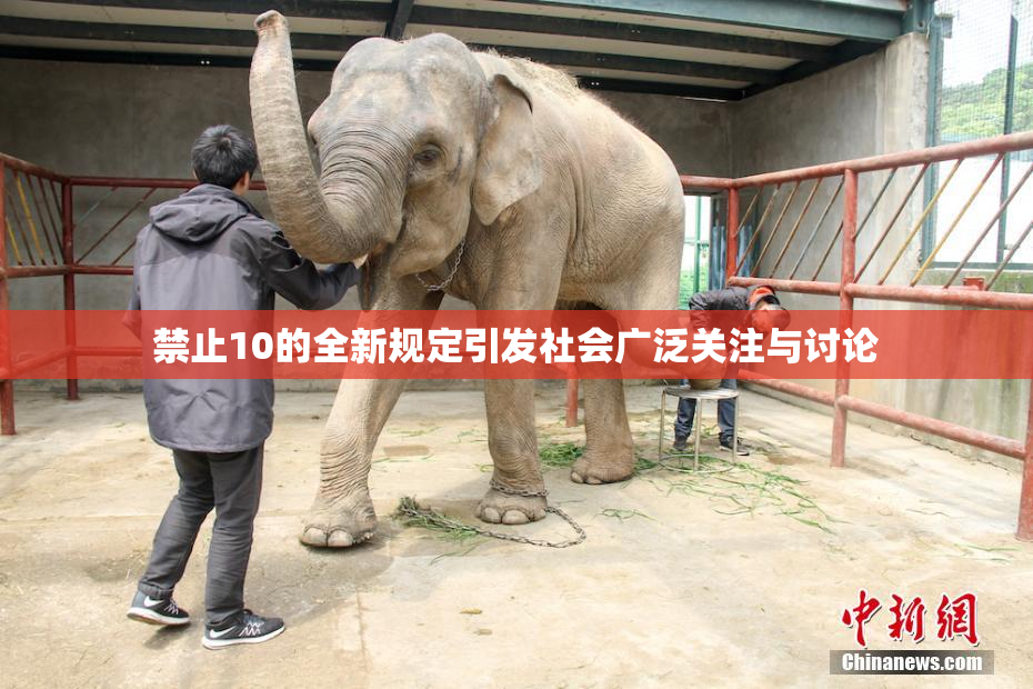 禁止10的全新规定引发社会广泛关注与讨论
