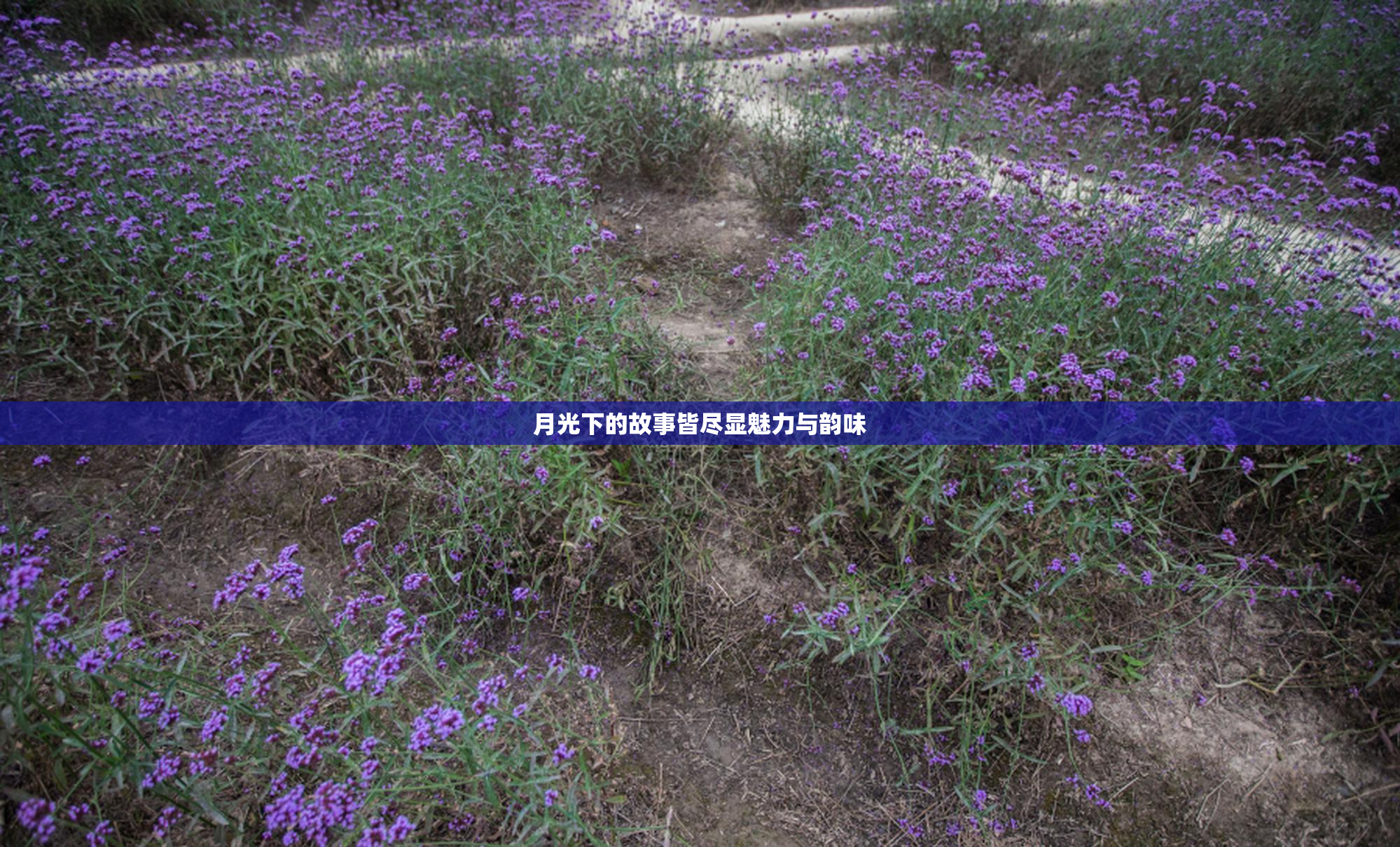 月光下的故事皆尽显魅力与韵味