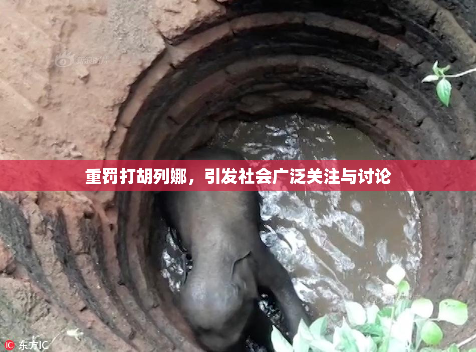 重罚打胡列娜，引发社会广泛关注与讨论