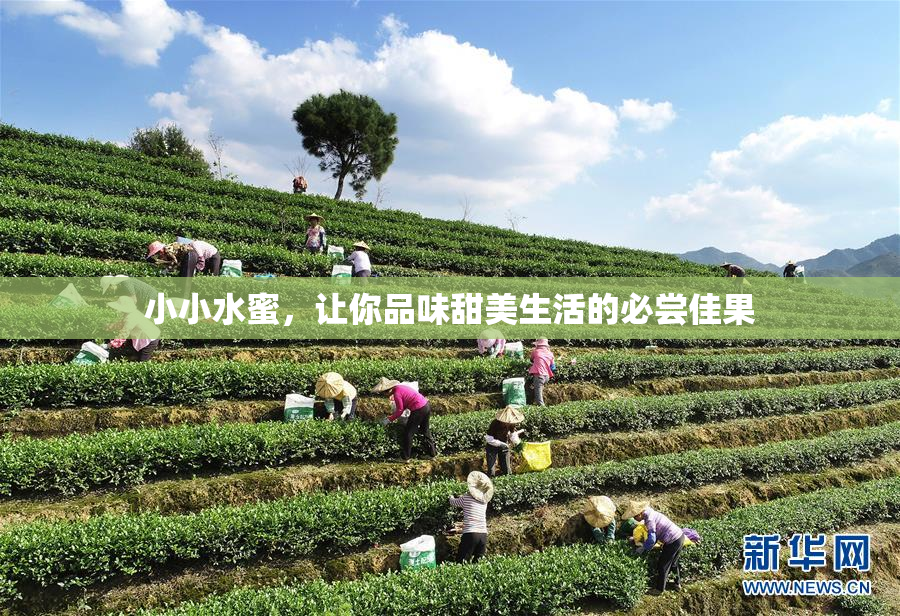 小小水蜜，让你品味甜美生活的必尝佳果