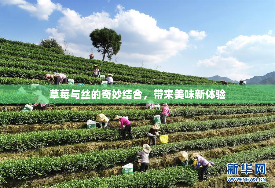 草莓与丝的奇妙结合，带来美味新体验