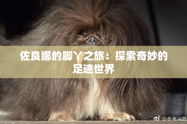 佐良娜的脚丫之旅：探索奇妙的足迹世界