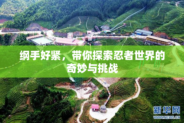 纲手好紧，带你探索忍者世界的奇妙与挑战