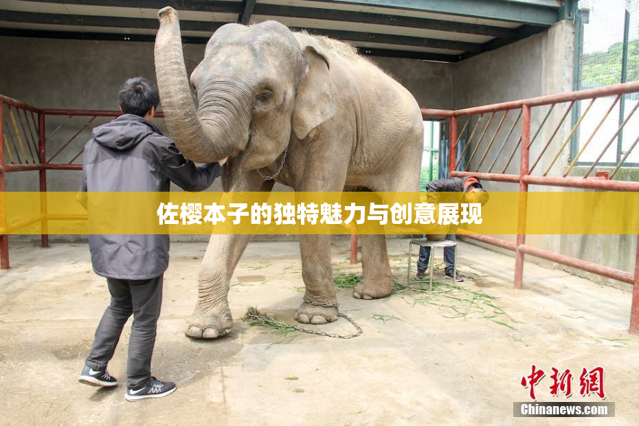 佐樱本子的独特魅力与创意展现