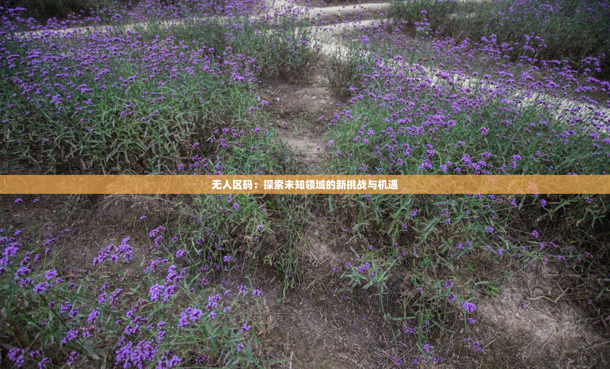 无人区码：探索未知领域的新挑战与机遇