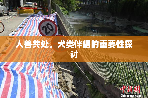 人兽共处，犬类伴侣的重要性探讨