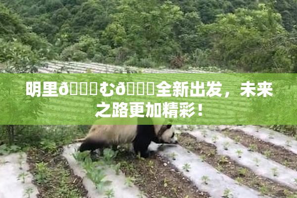 明里😚む🍍全新出发，未来之路更加精彩！